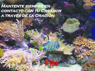 Mantente siempre en contacto con tu Creador a través de la Oración   FIN 