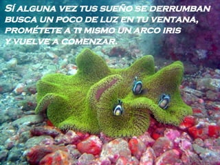 Sí alguna vez tus sueño se derrumban busca un poco de luz en tu ventana, prométete a ti mismo un arco iris y vuelve a comenzar.   
