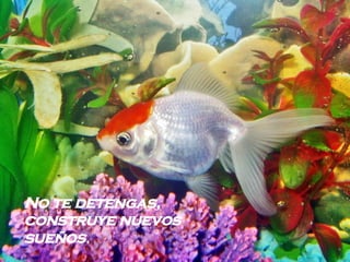 No te detengas,  construye nuevos sueños .   