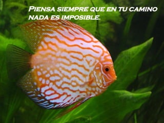 Piensa siempre que en tu camino nada es imposible .   