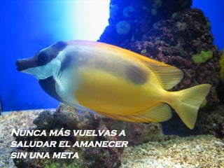 Nunca más vuelvas a saludar el amanecer sin una meta   