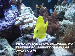 Ve hacia las oportunidades, no esperes solamente que ellas vengan a ti   