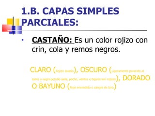 1.B. CAPAS SIMPLES PARCIALES: CASTAÑO:  Es un color rojizo con crin, cola y remos negros. CLARO ( Rojizo lavado ), OSCURO ( Ligeramente parecido al zaino o negro   peceño axila, pecho, vientre e hijares son rojizos ), DORADO O BAYUNO ( Rojo encendido o sangre de toro ) 