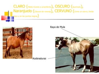 CLARO ( Pálido tirando a amarillento ), OSCURO ( Quemado ), Naranjuelo ( Cáscara de naranja ), CERVUNO ( Como un siervo, fondo bayo y en las puntas negras ) Raya de Mula Acebraduras 