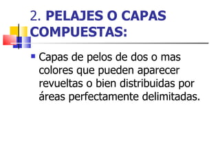 2.  PELAJES O CAPAS COMPUESTAS: Capas de pelos de dos o mas colores que pueden aparecer revueltas o bien distribuidas por áreas perfectamente delimitadas. 