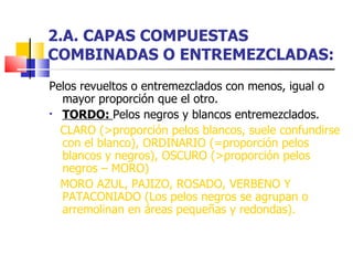 2.A. CAPAS COMPUESTAS COMBINADAS O ENTREMEZCLADAS: Pelos revueltos o entremezclados con menos, igual o mayor proporción que el otro. TORDO:  Pelos negros y blancos entremezclados. CLARO (>proporción pelos blancos, suele confundirse con el blanco), ORDINARIO (=proporción pelos blancos y negros), OSCURO (>proporción pelos negros – MORO) MORO AZUL, PAJIZO, ROSADO, VERBENO Y PATACONIADO (Los pelos negros se agrupan o arremolinan en áreas pequeñas y redondas). 