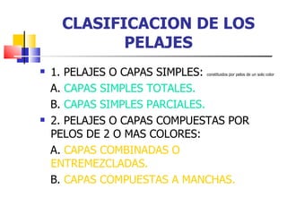 CLASIFICACION DE LOS PELAJES 1. PELAJES O CAPAS SIMPLES:  constituidos por pelos de un solo color A.  CAPAS SIMPLES TOTALES. B.  CAPAS SIMPLES PARCIALES. 2. PELAJES O CAPAS COMPUESTAS POR PELOS DE 2 O MAS COLORES: A.  CAPAS COMBINADAS O ENTREMEZCLADAS. B.  CAPAS COMPUESTAS A MANCHAS. 