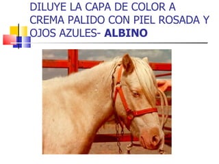 DILUYE LA CAPA DE COLOR A CREMA PALIDO CON PIEL ROSADA Y OJOS AZULES-  ALBINO 
