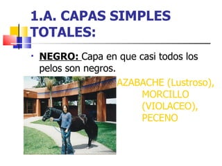 1.A. CAPAS SIMPLES TOTALES: NEGRO:  Capa en que casi todos los pelos son negros. AZABACHE (Lustroso),  MORCILLO  (VIOLACEO),  PECENO (Desteñido). 