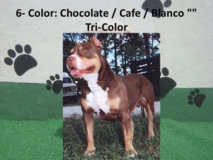 chocolate tri color pitbull