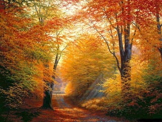 Colorful autumn landscapes