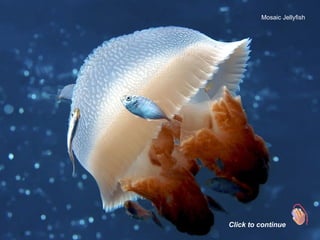 Mosaic Jellyfish Click to continue 