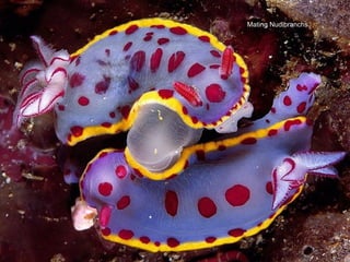 Mating Nudibranchs 