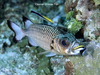 Cleaner Wrasse Fish 