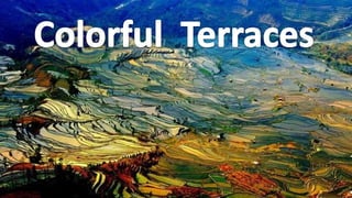 Colorful  terraces