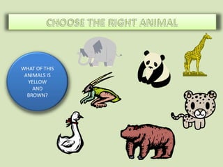 WHAT OF THIS
 ANIMALS IS
  YELLOW
    AND
  BROWN?
 