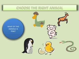WHAT OF THIS
 ANIMALS IS
   PINK?
 