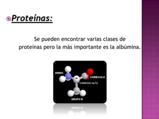 Proteínas:


         Se pueden encontrar varias clases de
   proteínas pero la más importante es la albúmina.
 