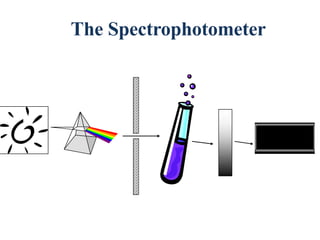 The Spectrophotometer
 