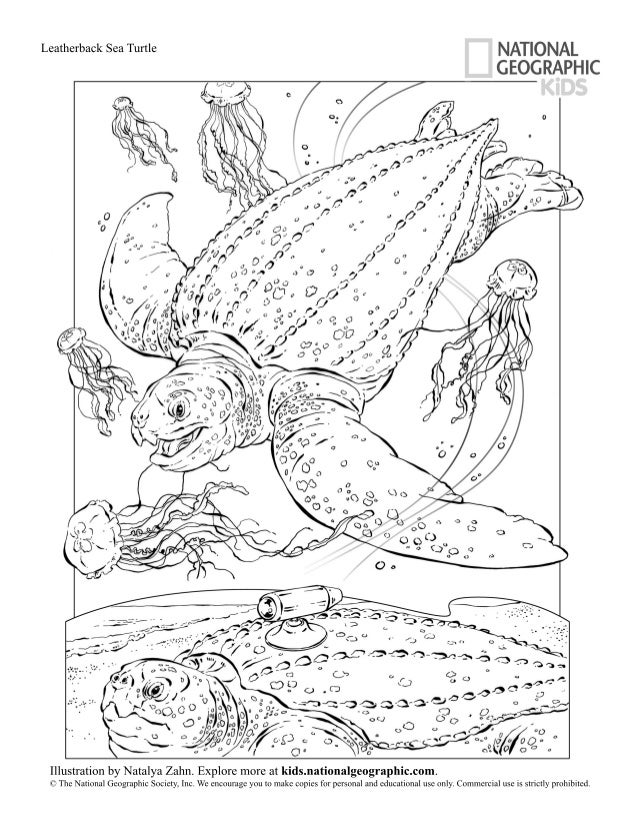 Download Coloring book-animals