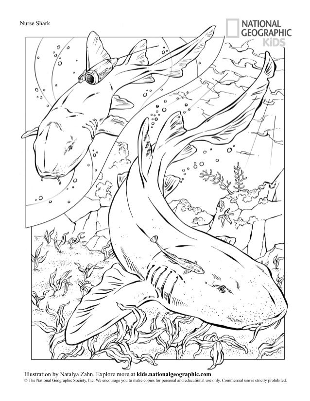 Download Coloring Book Animals