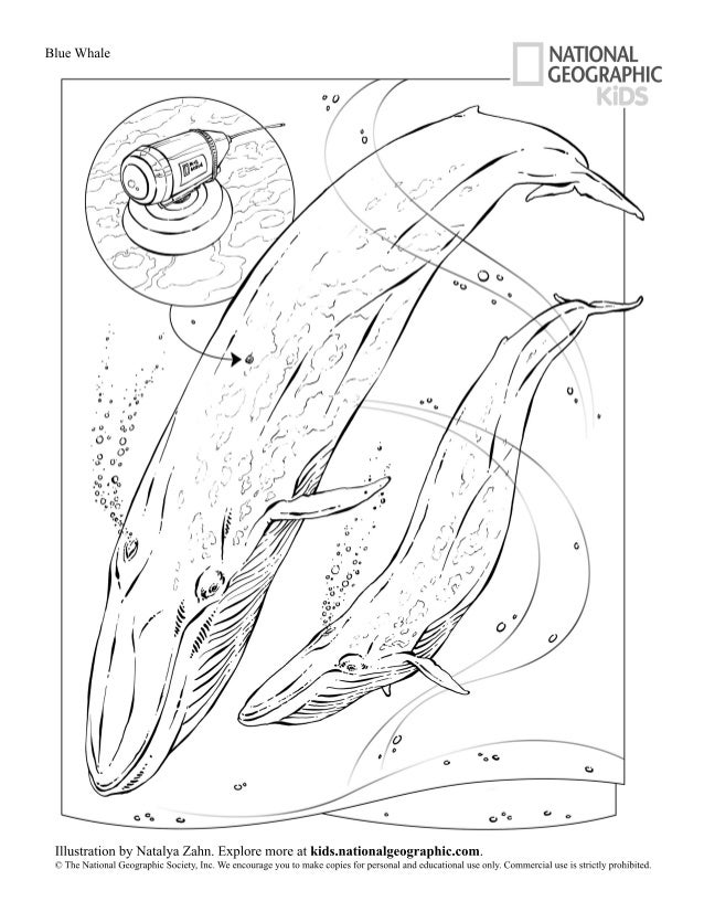 Download Coloring Book Animals