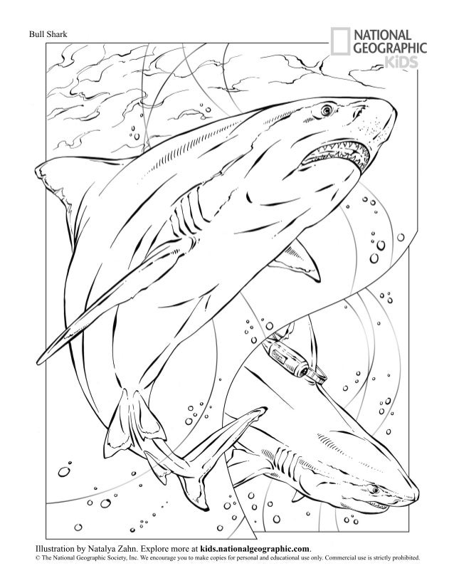 Download Coloring book-animals