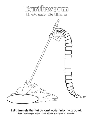I dig tunnels that let air and water into the ground.
Cavo túneles para que pasen el aire y el agua en la tierra.
 