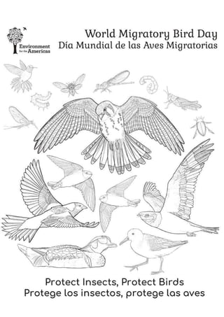 Coloring page - protect insects, protect Birds.pdf