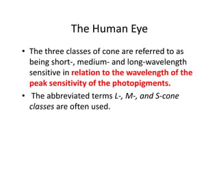 The Human Eye
• The three classes of cone are referred to as
being short-, medium- and long-wavelength
sensitive in relation to the wavelength of the
peak sensitivity of the photopigments.peak sensitivity of the photopigments.
• The abbreviated terms L-, M-, and S-cone
classes are often used.
 