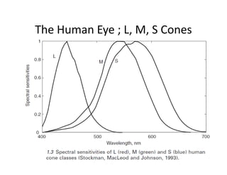The Human Eye ; L, M, S Cones
 