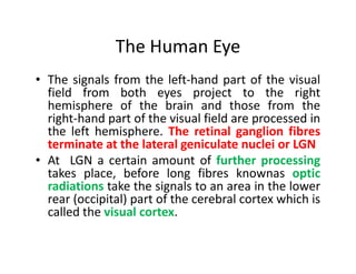 The Human Eye
• The signals from the left-hand part of the visual
field from both eyes project to the right
hemisphere of the brain and those from the
right-hand part of the visual field are processed in
the left hemisphere. The retinal ganglion fibres
terminate at the lateral geniculate nuclei or LGN
the left hemisphere. The retinal ganglion fibres
terminate at the lateral geniculate nuclei or LGN
• At LGN a certain amount of further processing
takes place, before long fibres knownas optic
radiations take the signals to an area in the lower
rear (occipital) part of the cerebral cortex which is
called the visual cortex.
 