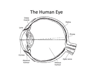 The Human Eye
 