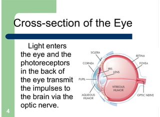 4
Cross-section of the Eye
Light enters
the eye and the
photoreceptors
in the back of
the eye transmit
the impulses to
the brain via the
optic nerve.
 