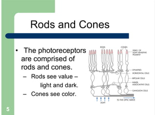 5
The photoreceptors
are comprised of
rods and cones.
Rods see value –
light and dark.
Cones see color.
•
–
–
Rods and Cones
 