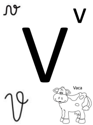 v
Vaca