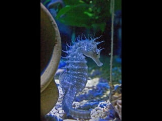 Coloris