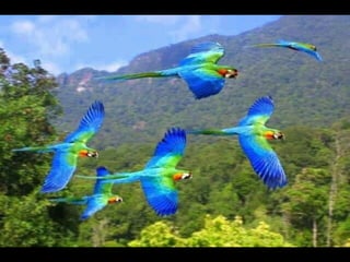Coloris