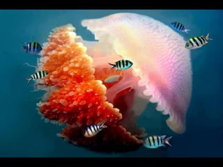 Coloris