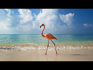Coloris