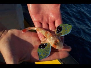 Coloris