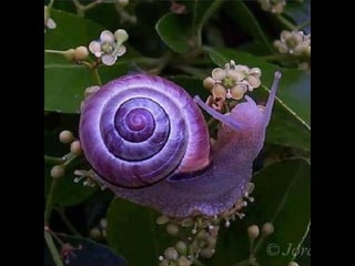 Coloris