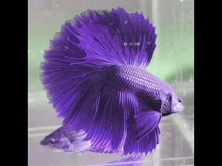 Coloris