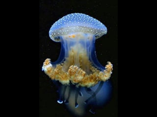 Coloris
