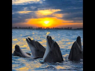 Coloris