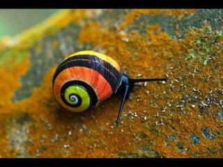 Coloris