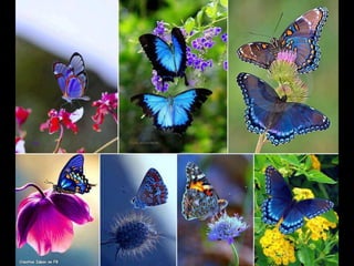 Coloris