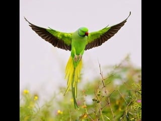 Coloris
