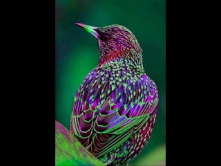 Coloris