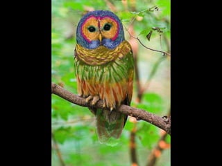 Coloris